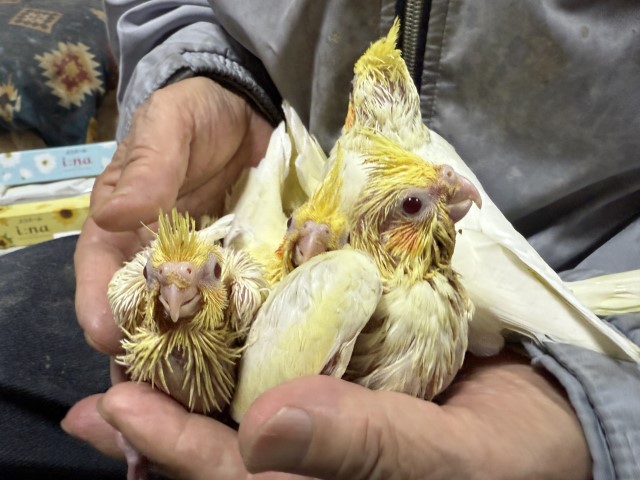 オカメインコが仲間入りしました。