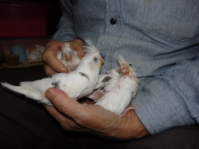 オカメインコが仲間入りしました。