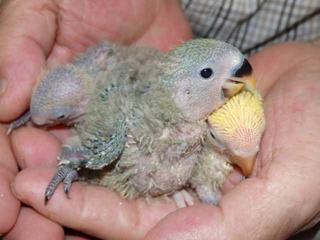 コザクラインコ 福岡インコ ペットミッキン コザクラインコ 福岡インコ ペットミッキン