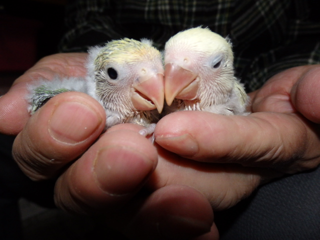 ２０２１年５月１日　コザクラインコ