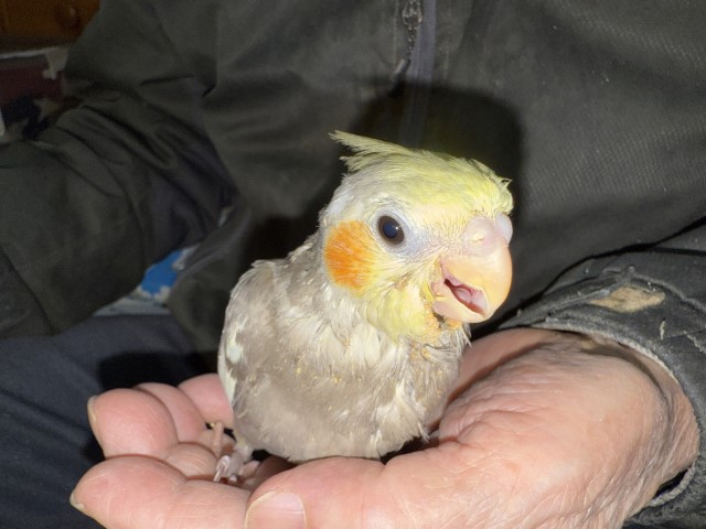 ミンホ。退院しました。」小びんの小鳥 オカメインコNo.7 - その他