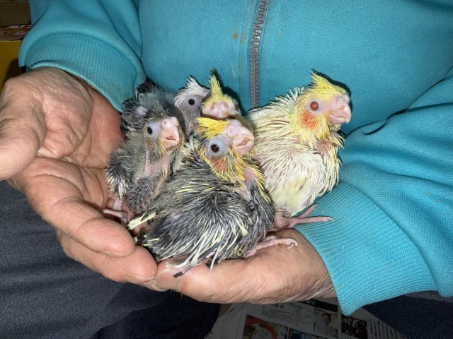 オカメインコが仲間入りしました。