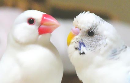 手乗りインコ文鳥