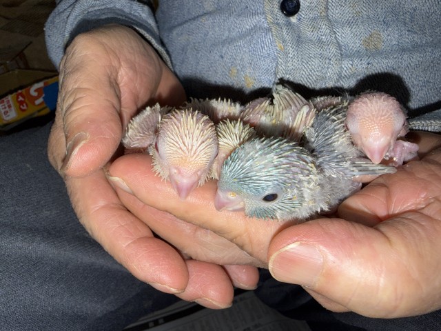 サザナミインコが仲間入りしました。
