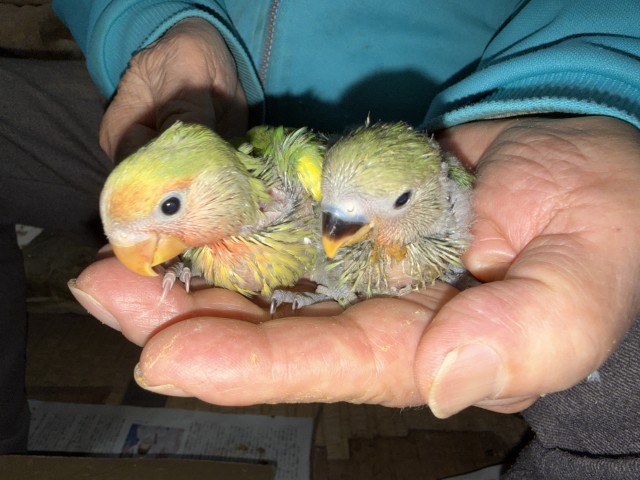 コザクラインコ - 福岡 ペットミッキンのホームページ