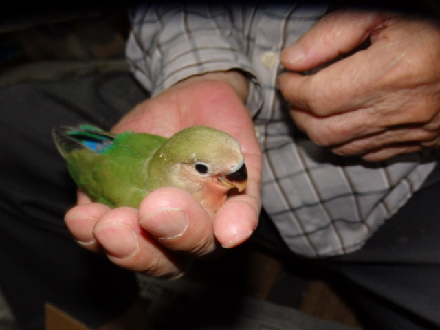 コザクラインコが仲間入りしました。