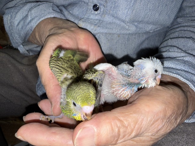 セキセイインコが仲間入りしました。