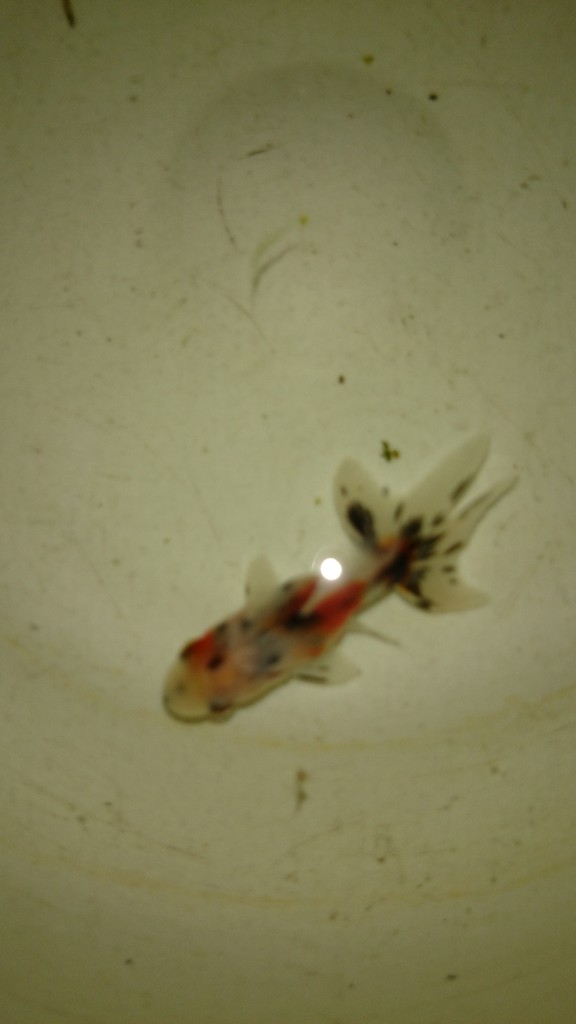 福岡県金魚販売ペットミッキンに関東東錦が仲間入りしました 福岡インコ ペットミッキン 福岡県金魚販売ペットミッキンに関東東錦が仲間入りしました 福岡インコ ペットミッキン