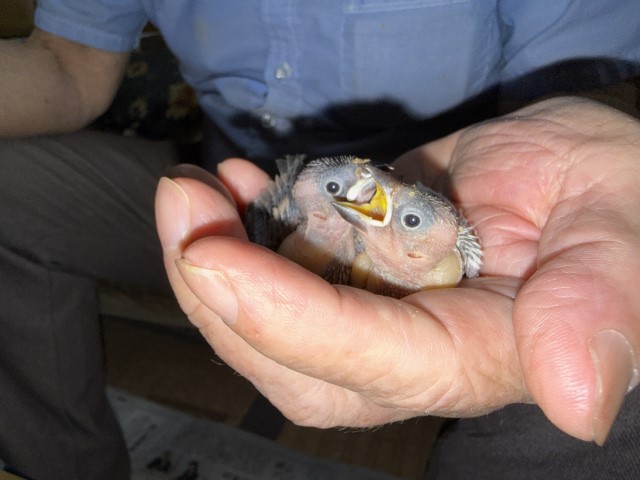 文鳥が仲間入りしました。