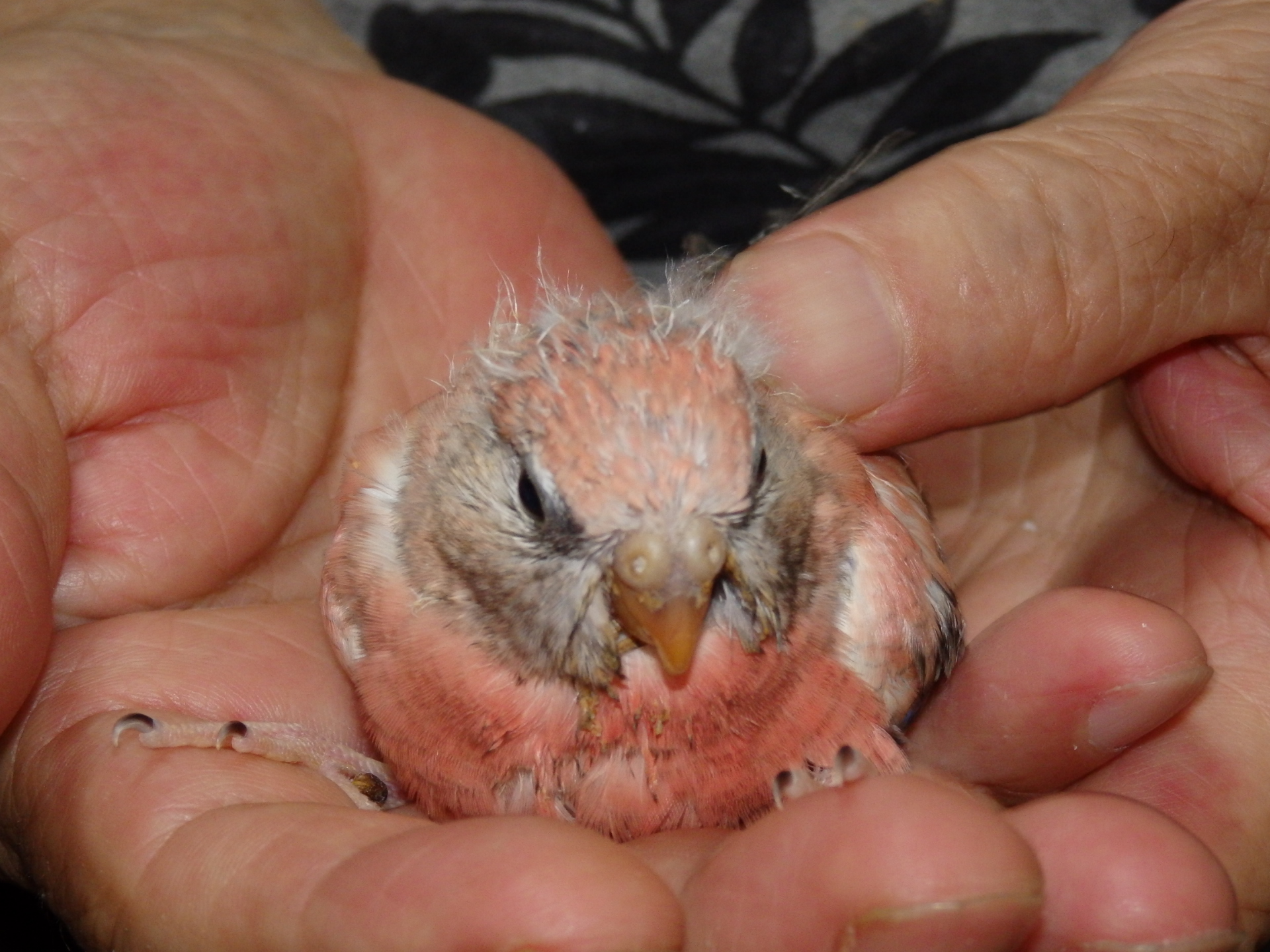 アキクサインコ 福岡手乗りインコ小鳥販売店ペットミッキンのホームページです アキクサインコ 福岡手乗りインコ小鳥販売店ペットミッキンのホームページです
