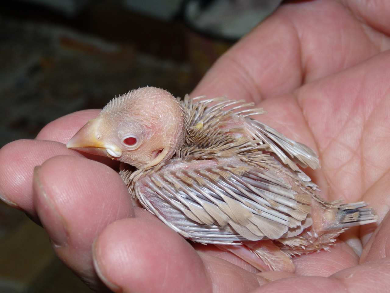 文鳥 シナモン