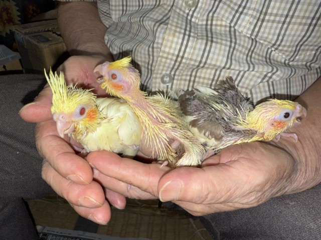 オカメインコが仲間入りしました。