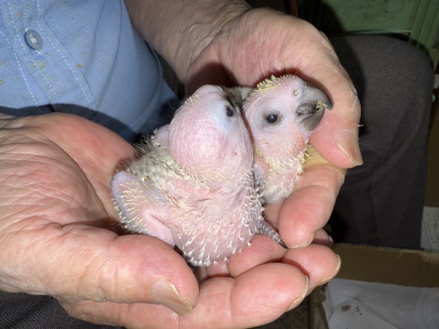 コガネメキシコインコが仲間入りしました。