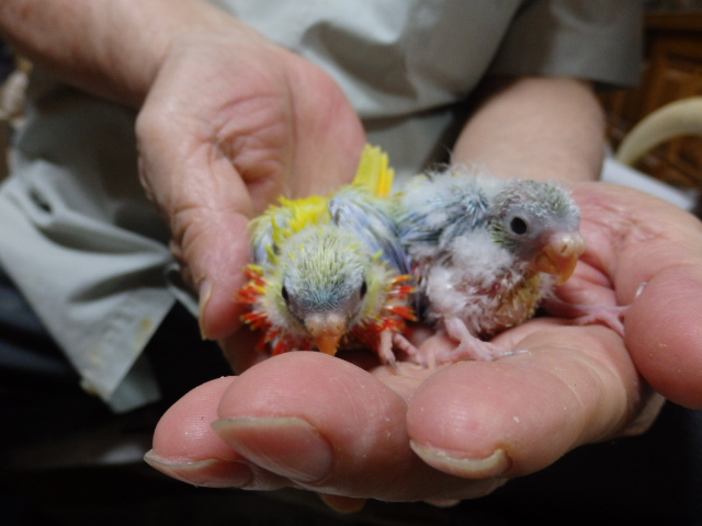 キキョウインコが仲間入りしました。