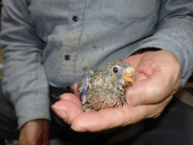 アキクサインコが仲間入りしました。