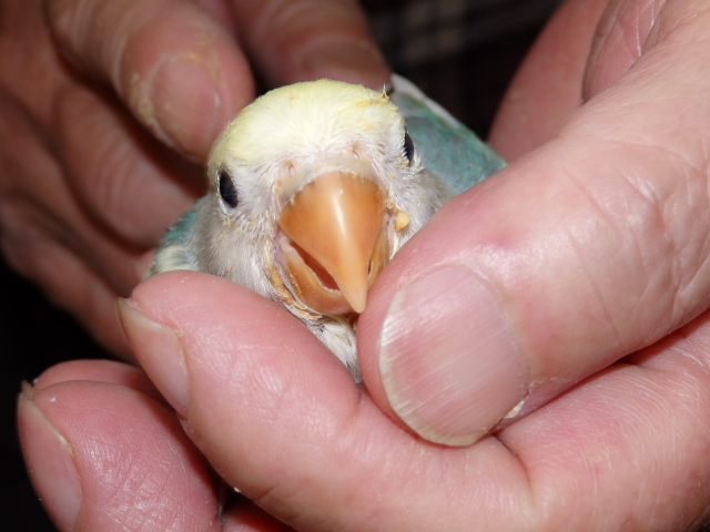 2020年5月14日 コザクラインコ シーグリーン パイド