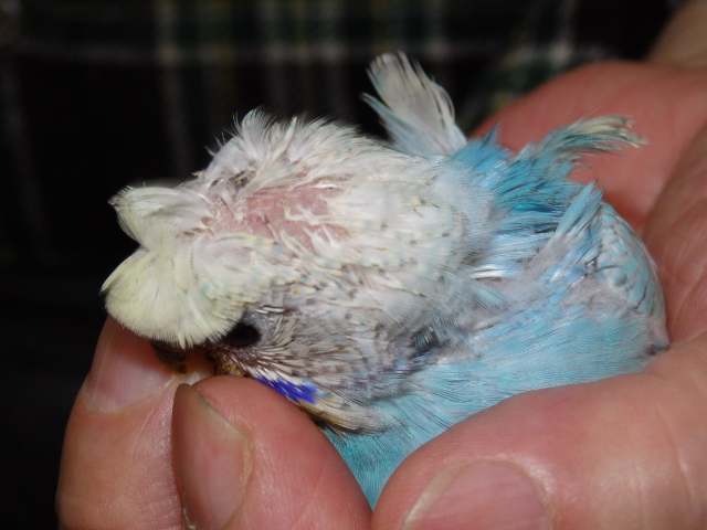 2021年4月24日 ハゴロモセキセイインコ