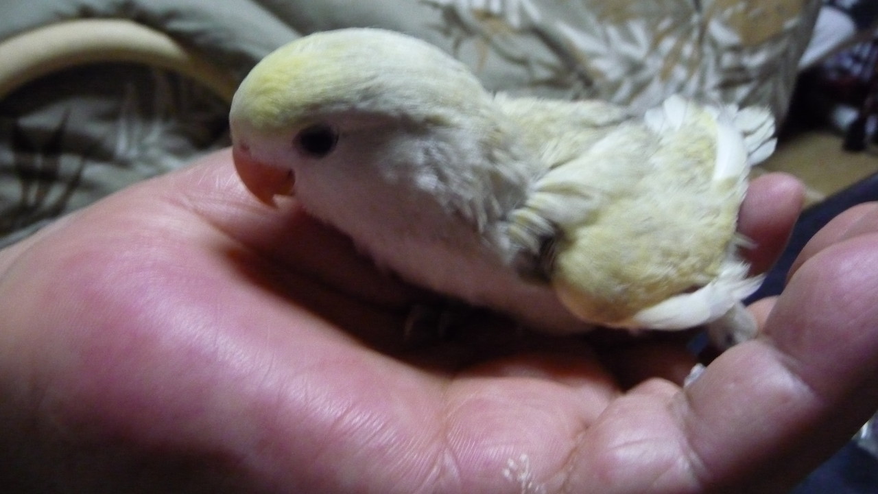 福岡県手乗りインコ小鳥専門ペットミッキン手乗りパステルイエローコザクラインコのヒナが仲間入りしました 福岡インコ ペットミッキン 福岡県手乗りインコ小鳥専門ペットミッキン手乗りパステルイエローコザクラインコのヒナが仲間入りしました 福岡インコ ペットミッキン