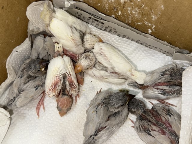 文鳥が仲間入りしました。