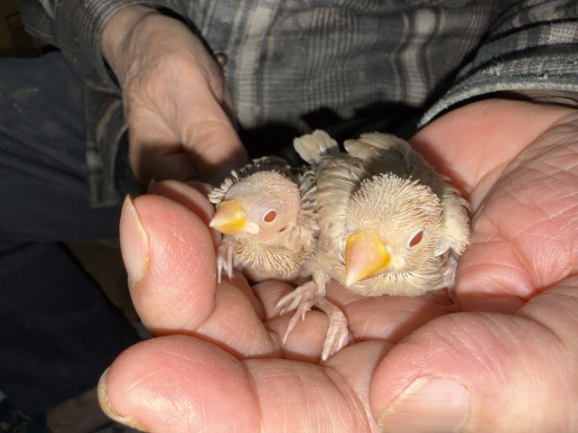文鳥が仲間入りしました。