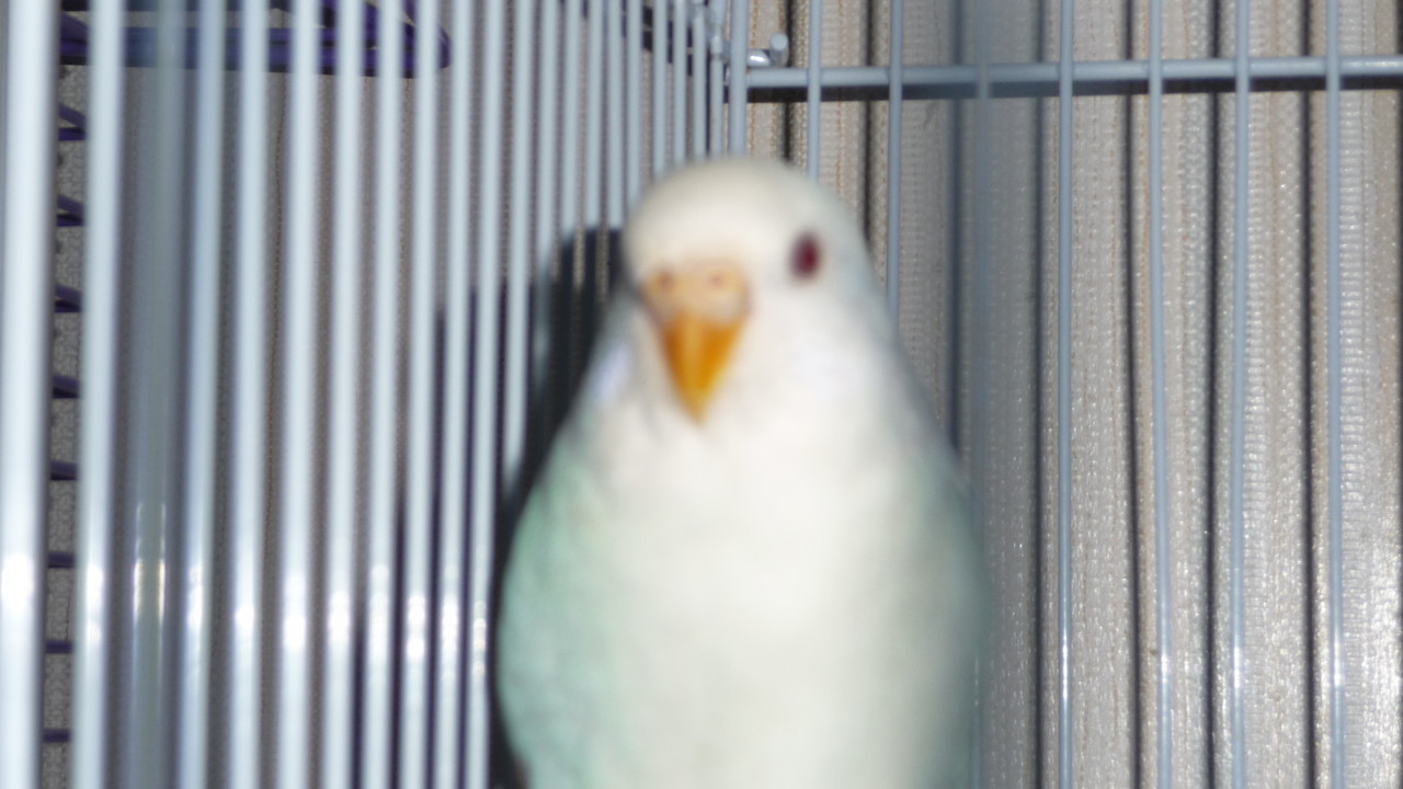 福岡県手乗りインコ小鳥ペットミッキン販売アルビノセキセイインコが仲間入りしました 福岡インコ ペットミッキン 福岡県手乗りインコ小鳥ペットミッキン販売アルビノセキセイインコが仲間入りしました 福岡インコ ペットミッキン