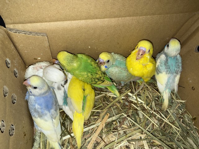 セキセイインコが仲間入りしました。