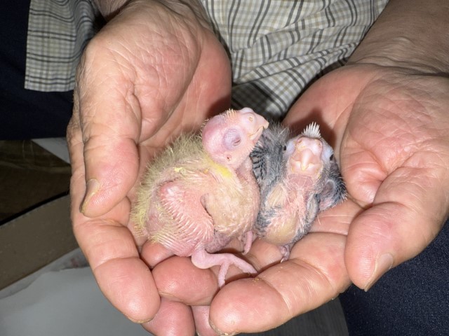 オカメインコが仲間入りしました。