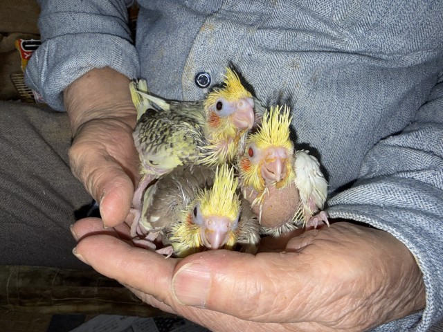 オカメインコが仲間入りしました。