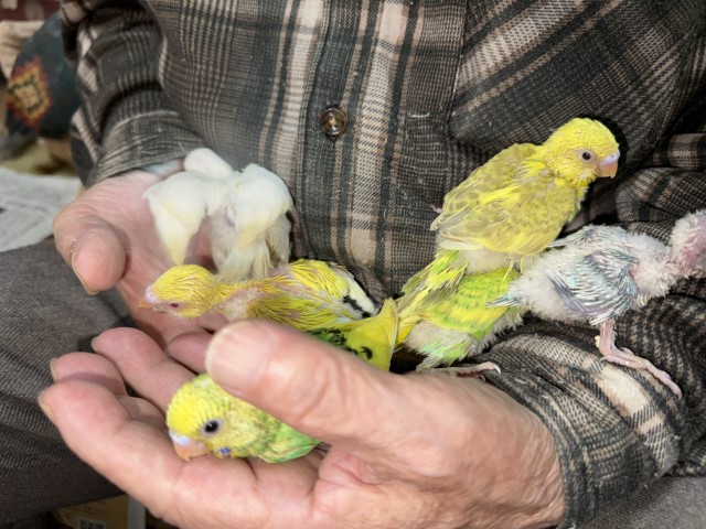 セキセイインコが仲間入りしました。