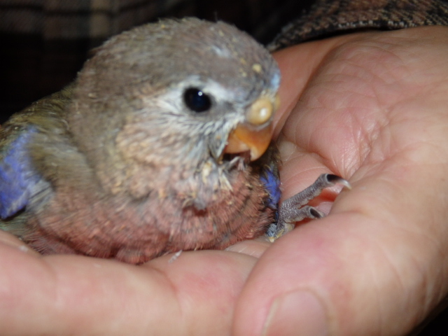 アキクサインコ ローズが仲間入りしました 福岡インコ ペットミッキン