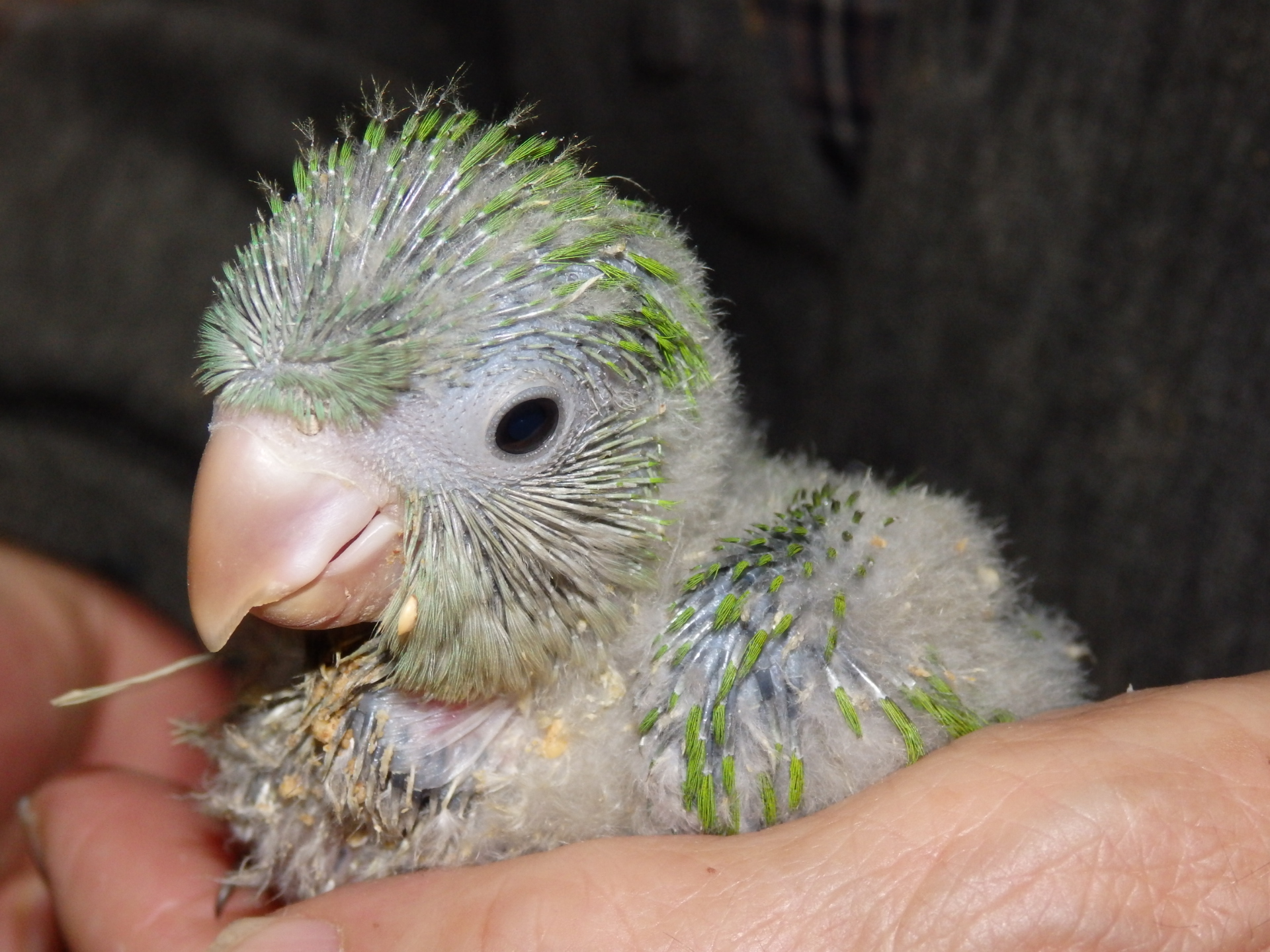 オキナインコ 福岡インコ ペットミッキン オキナインコ 福岡インコ ペットミッキン