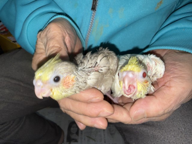 オカメインコが仲間入りしました。