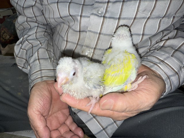 ウロコインコが仲間入りしました。