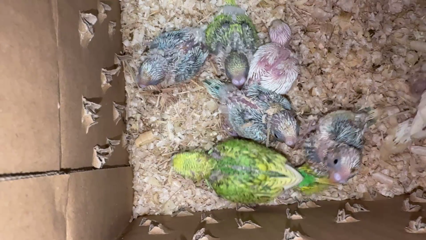 セキセインコが仲間入りしました。