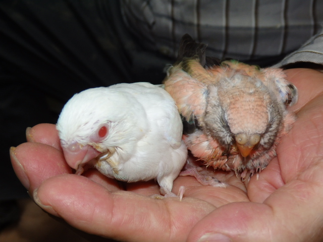 アキクサインコが仲間入りしました。