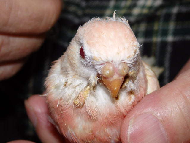 アキクサインコ 福岡インコ ペットミッキン