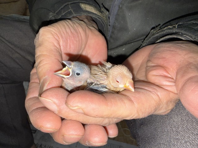 文鳥が仲間入りしました。