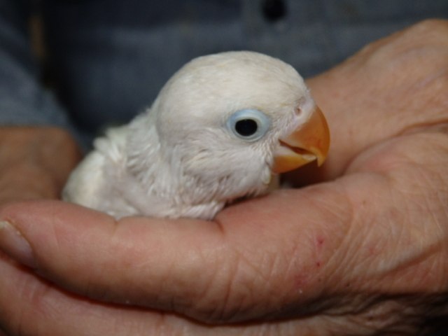 ボタンインコが仲間入りしました。