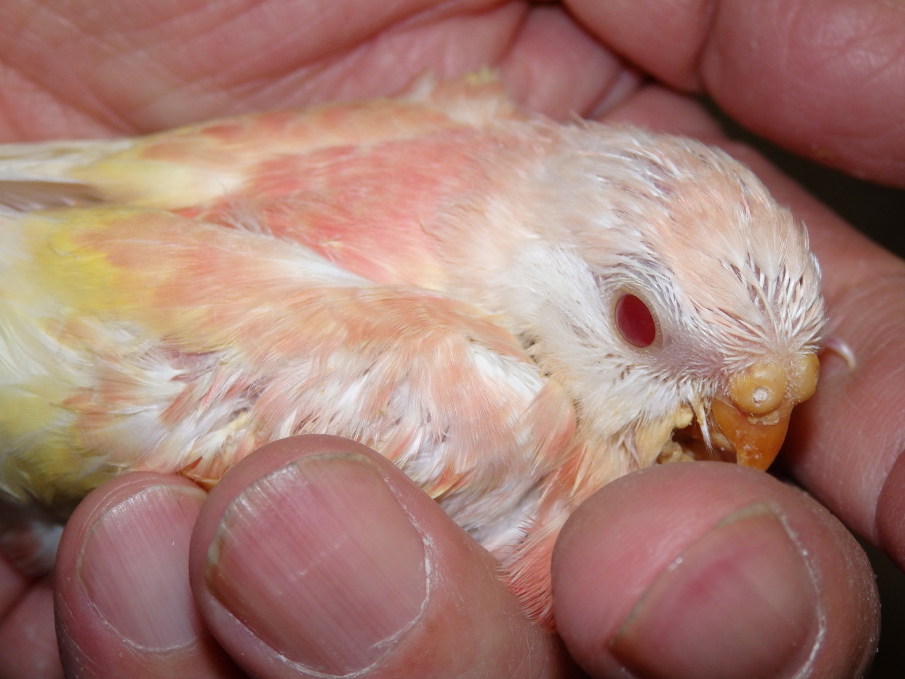 手乗りルチノーアキクサ 秋草 インコのヒナが仲間入りしました 福岡インコ ペットミッキン