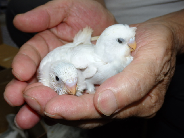 ２０２０年７月３０日　ちょろ梵天セキセイインコ