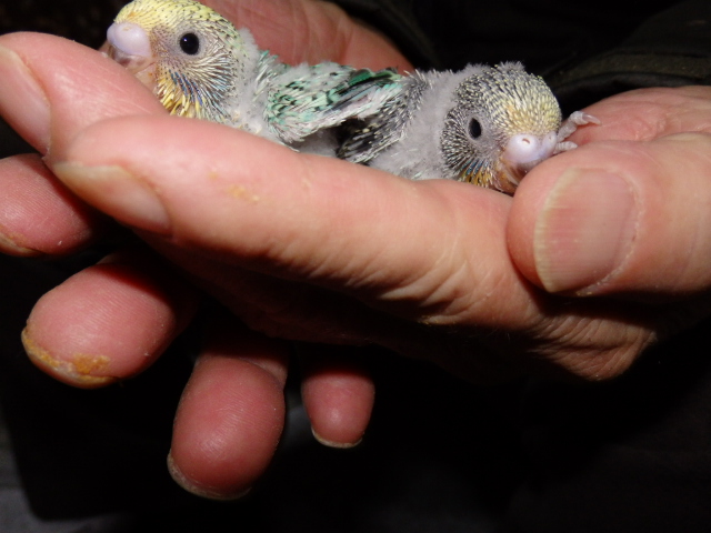 2021年1月13日 セキセイインコ