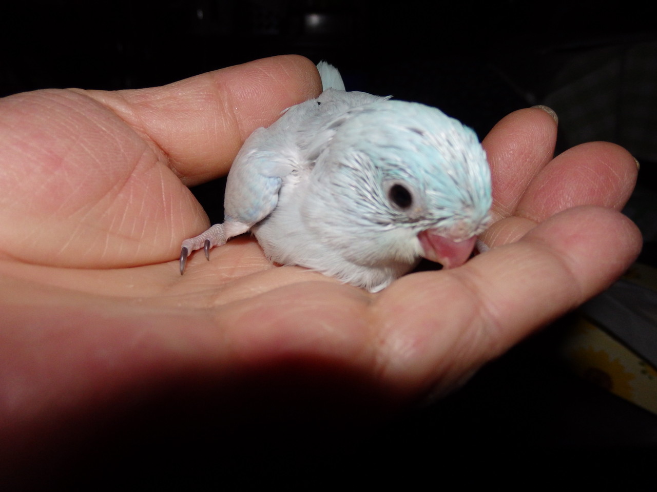 福岡県手乗りインコ小鳥販売店ペットミッキン白色手乗りマメルリハインコのヒナが仲間入りしました 福岡手乗り インコ小鳥販売店ペットミッキンのホームページです
