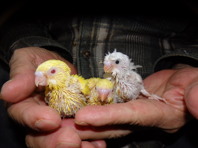 セキセイインコが仲間入りしました。
