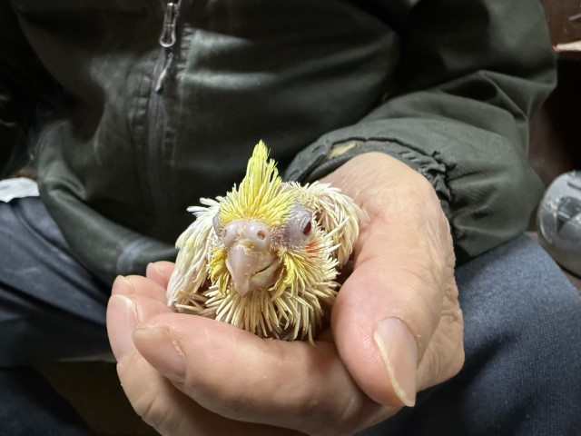 「ミンホ。退院しました。」小びんの小鳥　オカメインコNo.7
