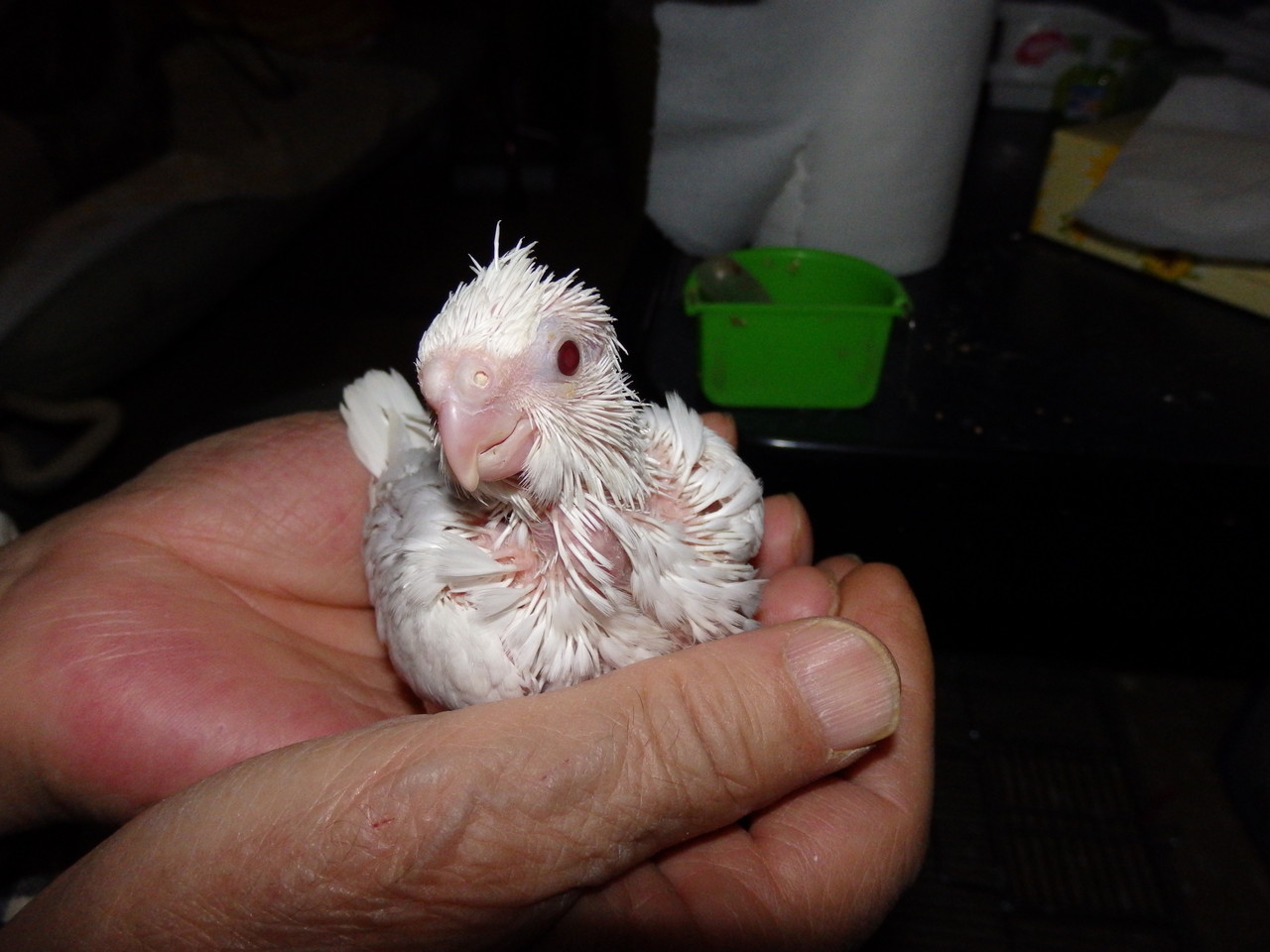脛足根骨骨折整復】ポンちゃん＠オカメインコ | 横浜小鳥の病院