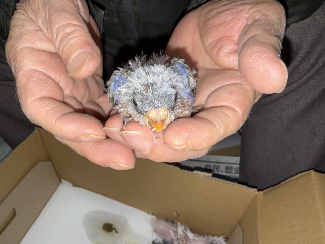 アキクサインコが仲間入りしました。