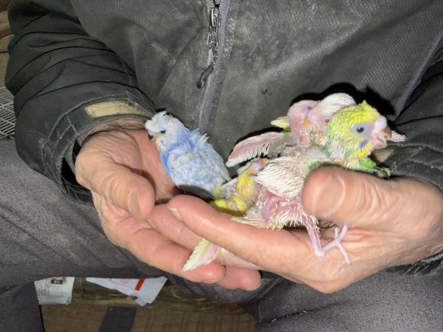 セキセイインコが仲間入りしました。