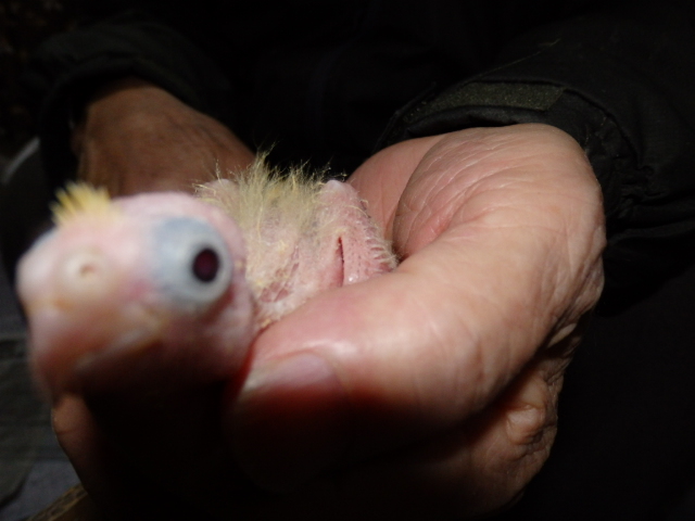 ２０２１年１月１３日　オカメインコ　パイド