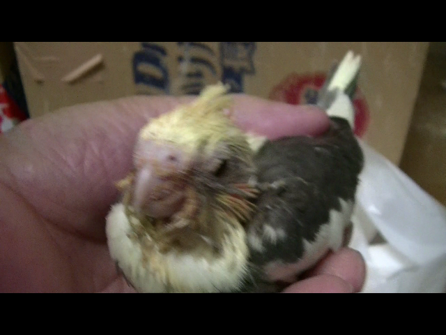 福岡県手乗りインコ小鳥販売店ペットミッキン 手乗りオカメインコが仲間入りしました。
