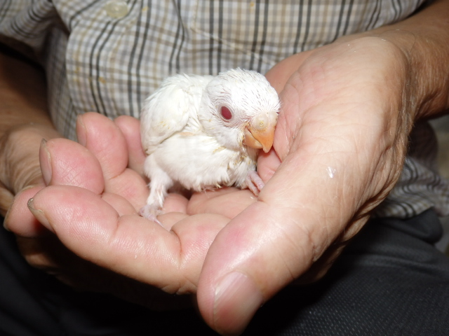 ビセイインコが仲間入りしました。